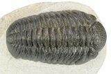 Fat Morocops Trilobite - Ofaten, Morocco #341174-2